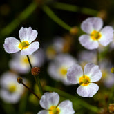 Flûteau fausse-renoncule - Willemse