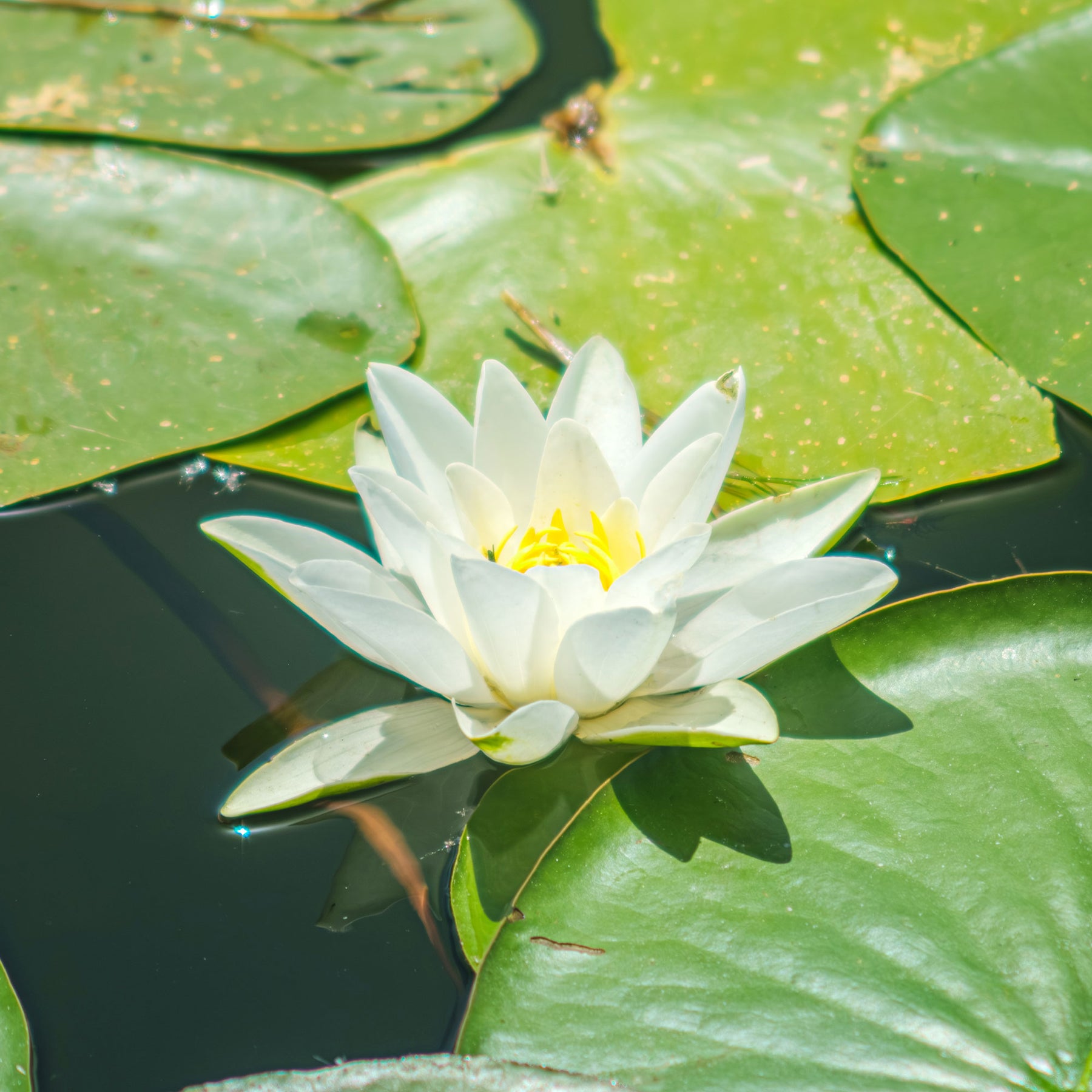Nénuphar Gladstoniana - Nymphaea gladstoniana - Willemse