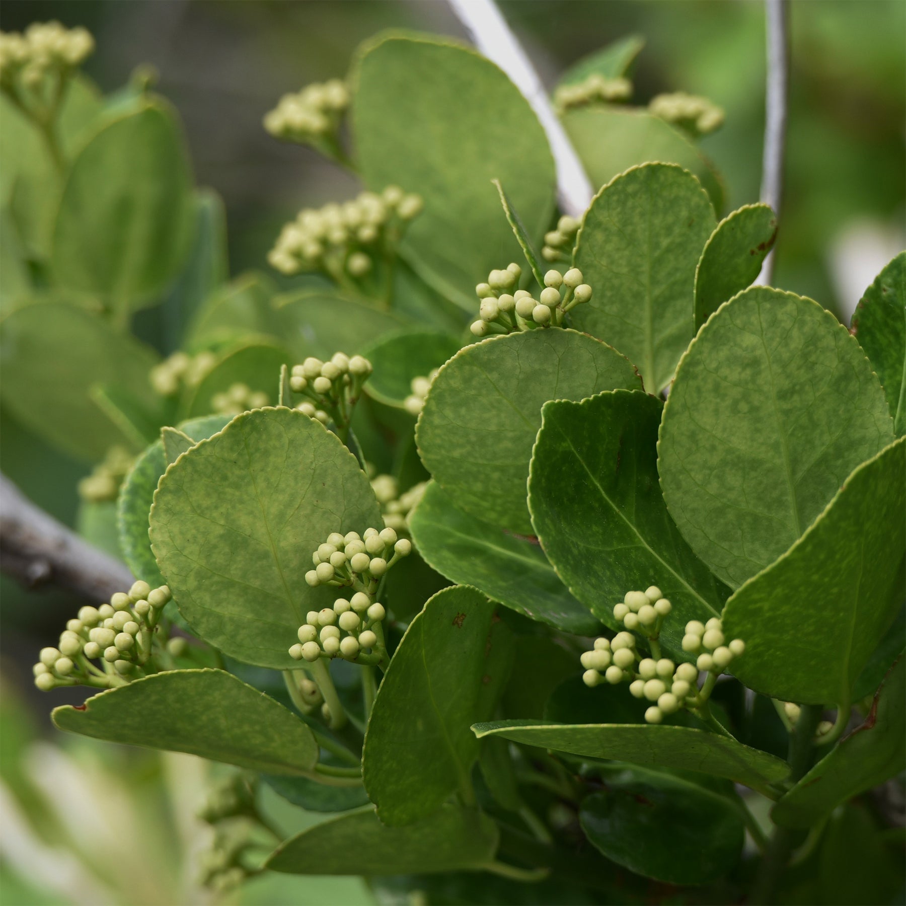 Euonymus japonicus - Fusain du Japon - Fusain du Japon
