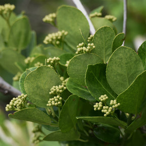 Euonymus japonicus - Fusain du Japon - Fusain du Japon