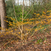 Hamamélis intermedia Orange Beauty - Willemse