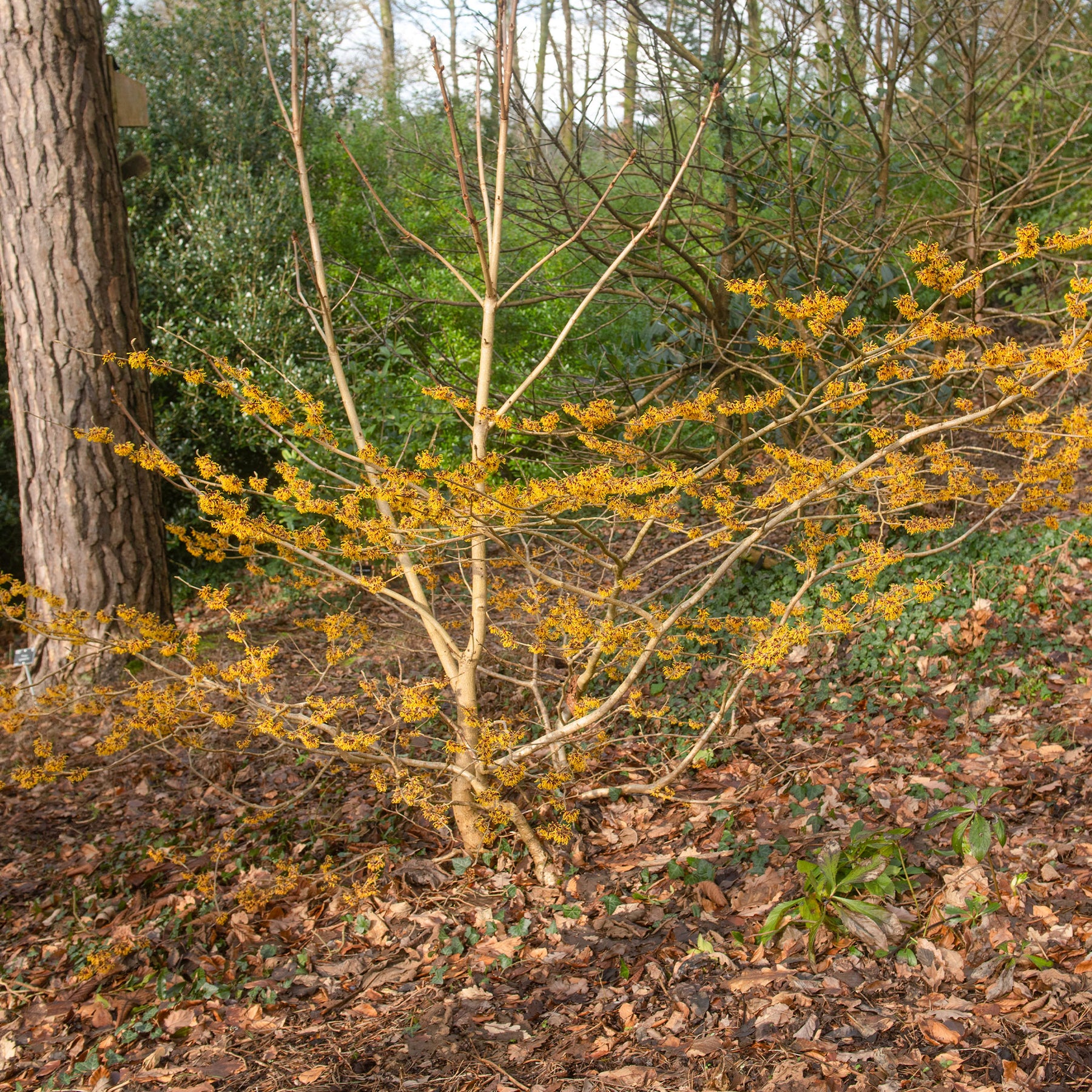 Hamamélis intermedia Orange Beauty - Willemse