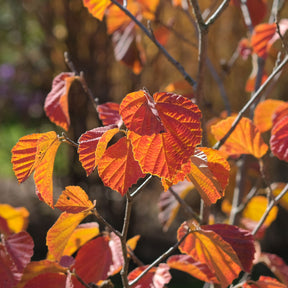 Hamamélis intermedia Orange Beauty - Hamamelis intermedia Orange Beauty - Willemse