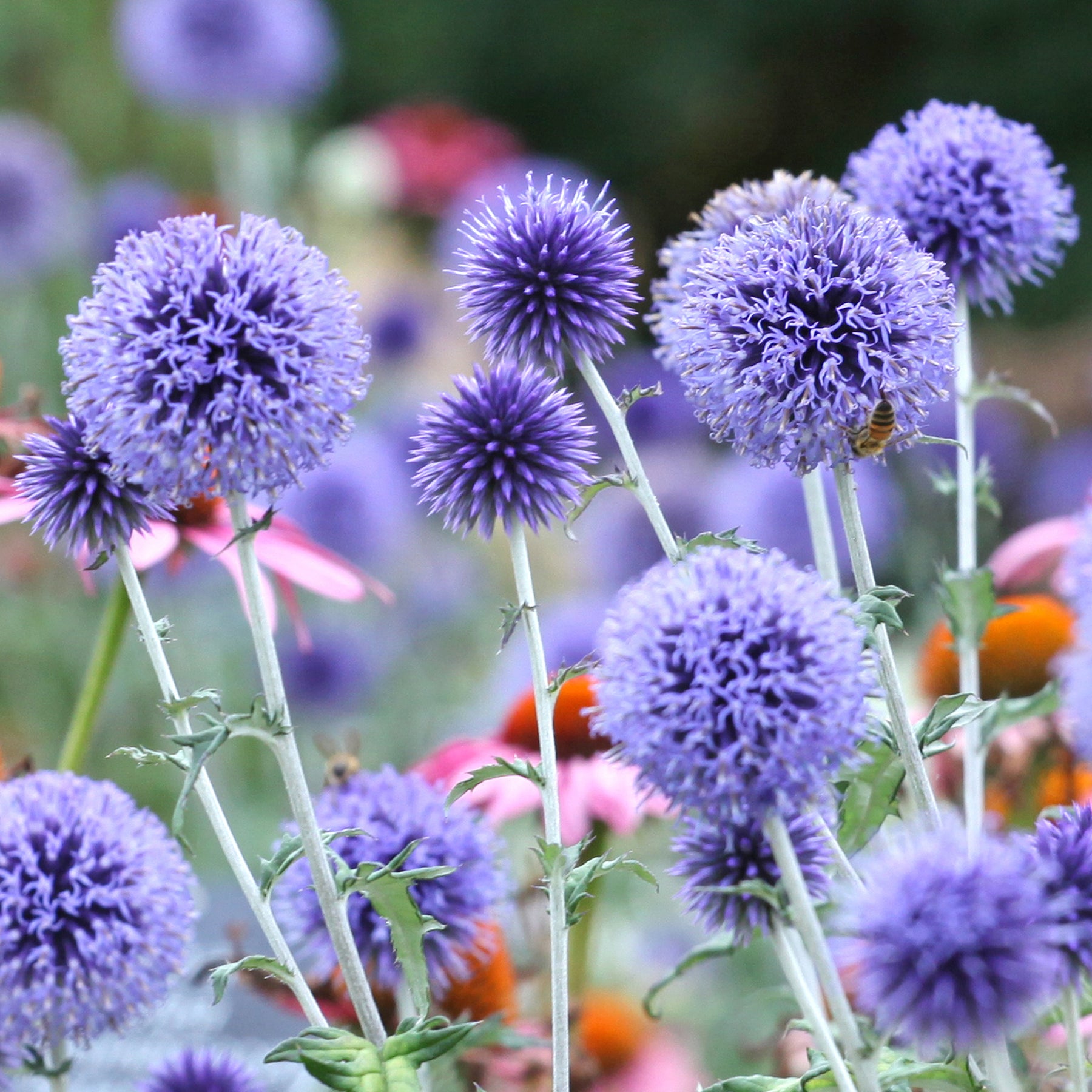 Echinops ritro Veitch's Blue - Boules azurées Veitchs Blue - Boule azurée