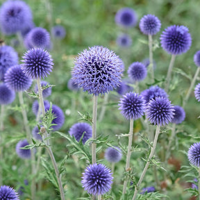 Boules azurées Veitchs Blue