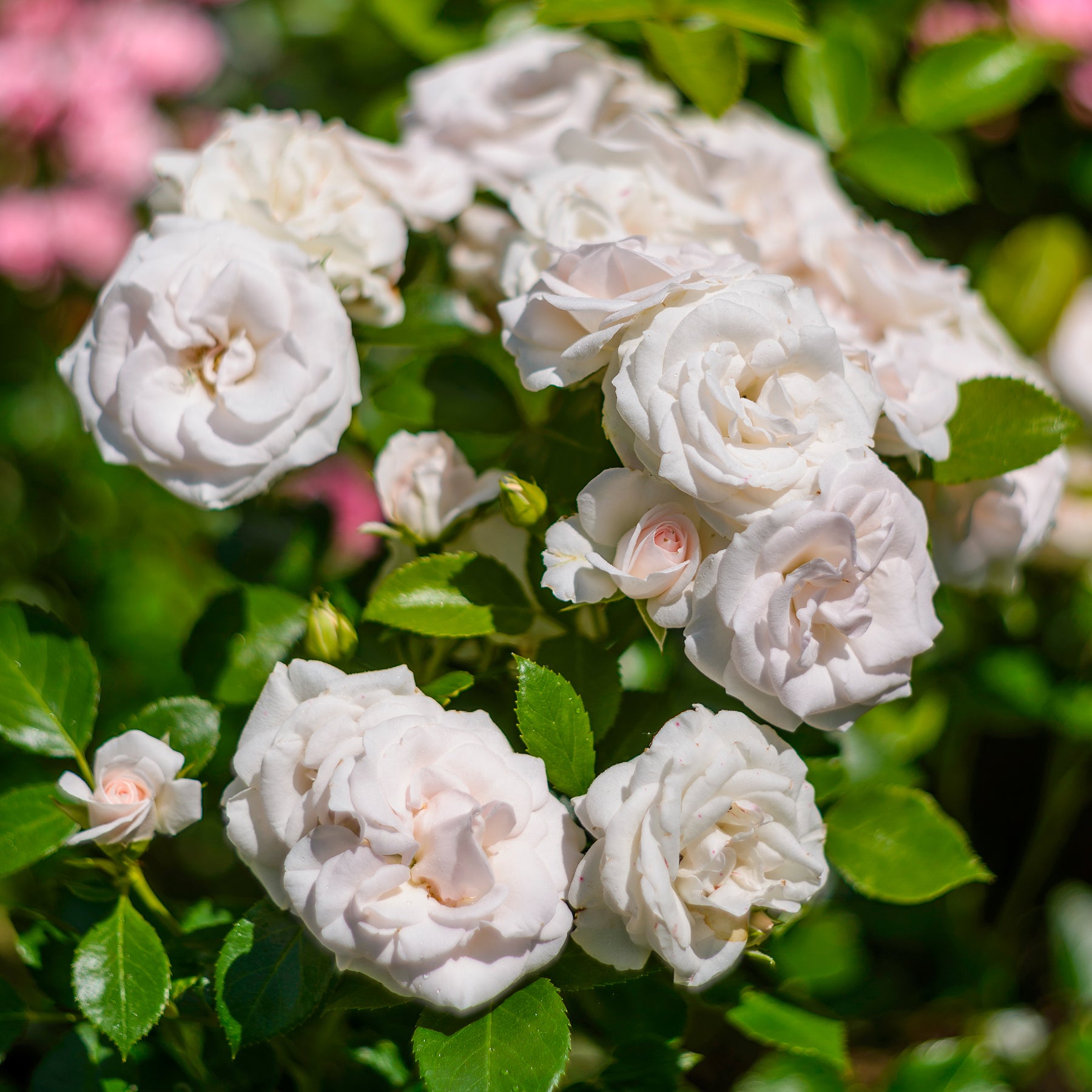 Rosier  Aspirin Rose ® - Rosa Aspirin Rose ® - Willemse