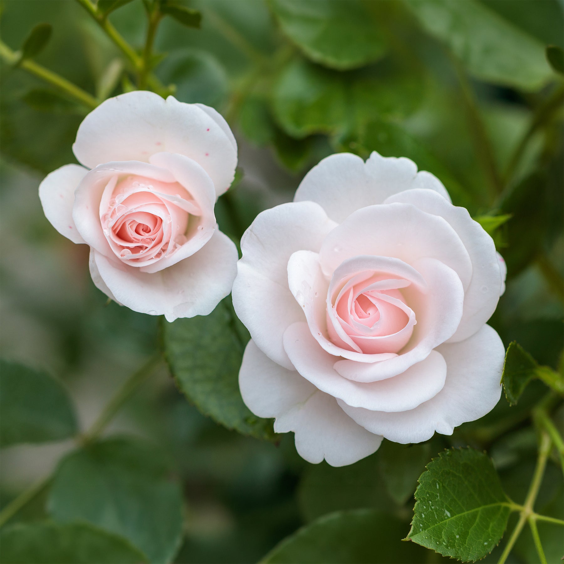 Rosier couvre-sol - Rosier  Aspirin Rose ® - Rosa Aspirin Rose ®