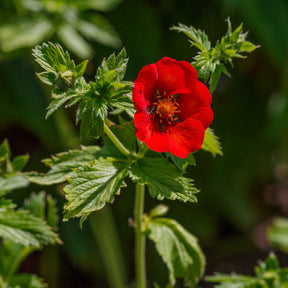 Potentille sanguine - Willemse