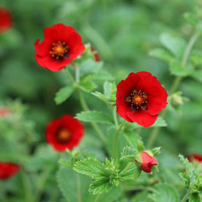 Potentille sanguine - Potentilla atrosanguinea - Willemse