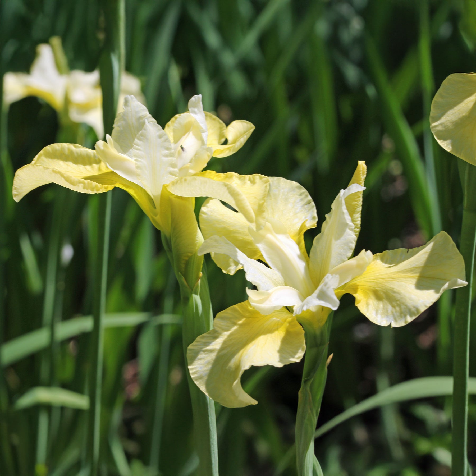 Iris sibirica 'butter and sugar' - Iris de Sibérie Butter and Sugar - Iris de Sibérie et du Japon