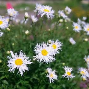 Leucanthemum x superbum old court - 3 Marguerites d'été Old Court - Marguerite
