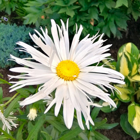 3 Marguerites d'été Old Court - Leucanthemum x superbum old court - Willemse