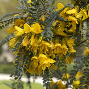 Sophora microphylla 'sun king' - Sophora à petites feuilles 'Sun King' - Arbustes à feuillage persistant