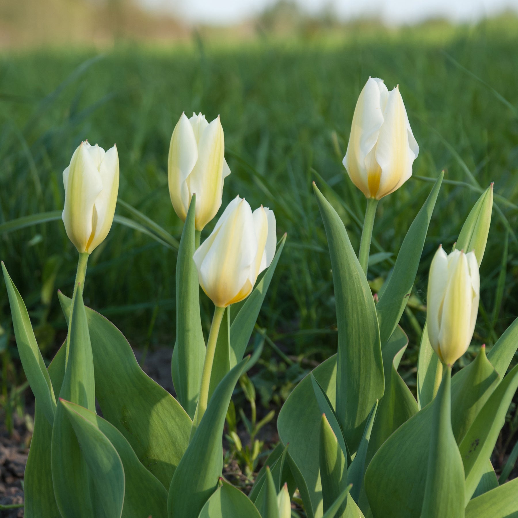 Tulipa purissima - 10 Tulipes Fosteriana Purissima - Tulipe