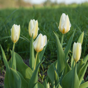 Tulipa purissima - 10 Tulipes Fosteriana Purissima - Tulipe