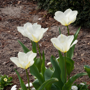 Tulipe - 10 Tulipes Fosteriana Purissima - Tulipa purissima