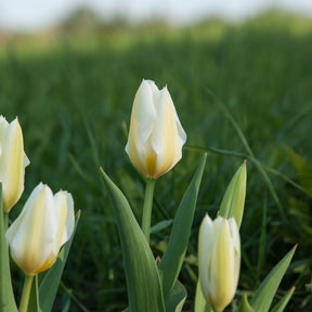 Vente 10 Tulipes Fosteriana Purissima