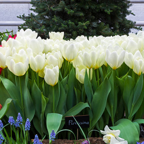 10 Tulipes Fosteriana Purissima - Tulipe - Willemse