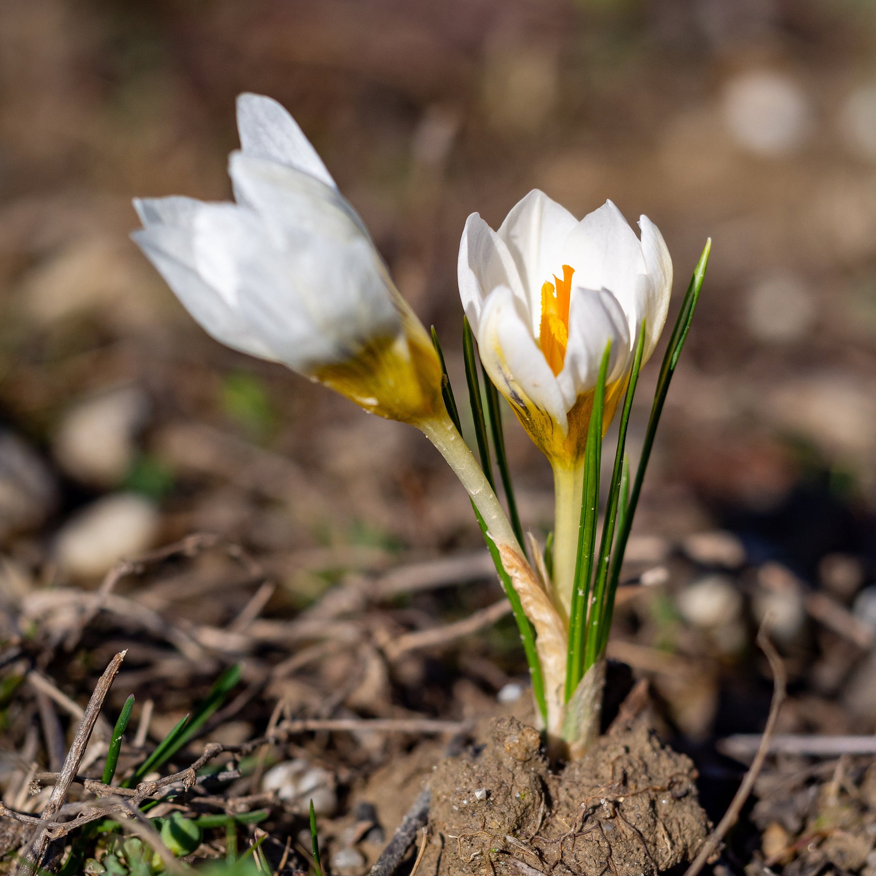 Crocus - 10 Crocus Ard Schenk - Crocus Ard Schenk