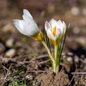 Crocus - 10 Crocus Ard Schenk - Crocus Ard Schenk