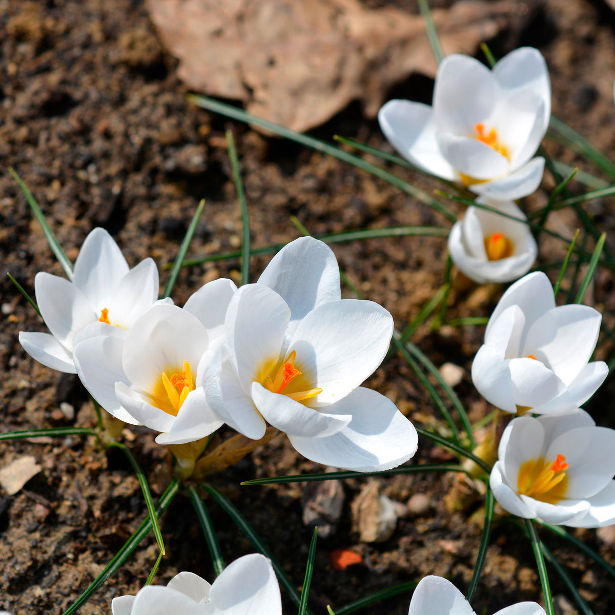 10 Crocus Ard Schenk - Willemse