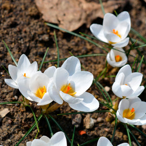 10 Crocus Ard Schenk - Willemse