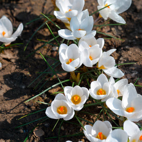 Vente 10 Crocus Ard Schenk