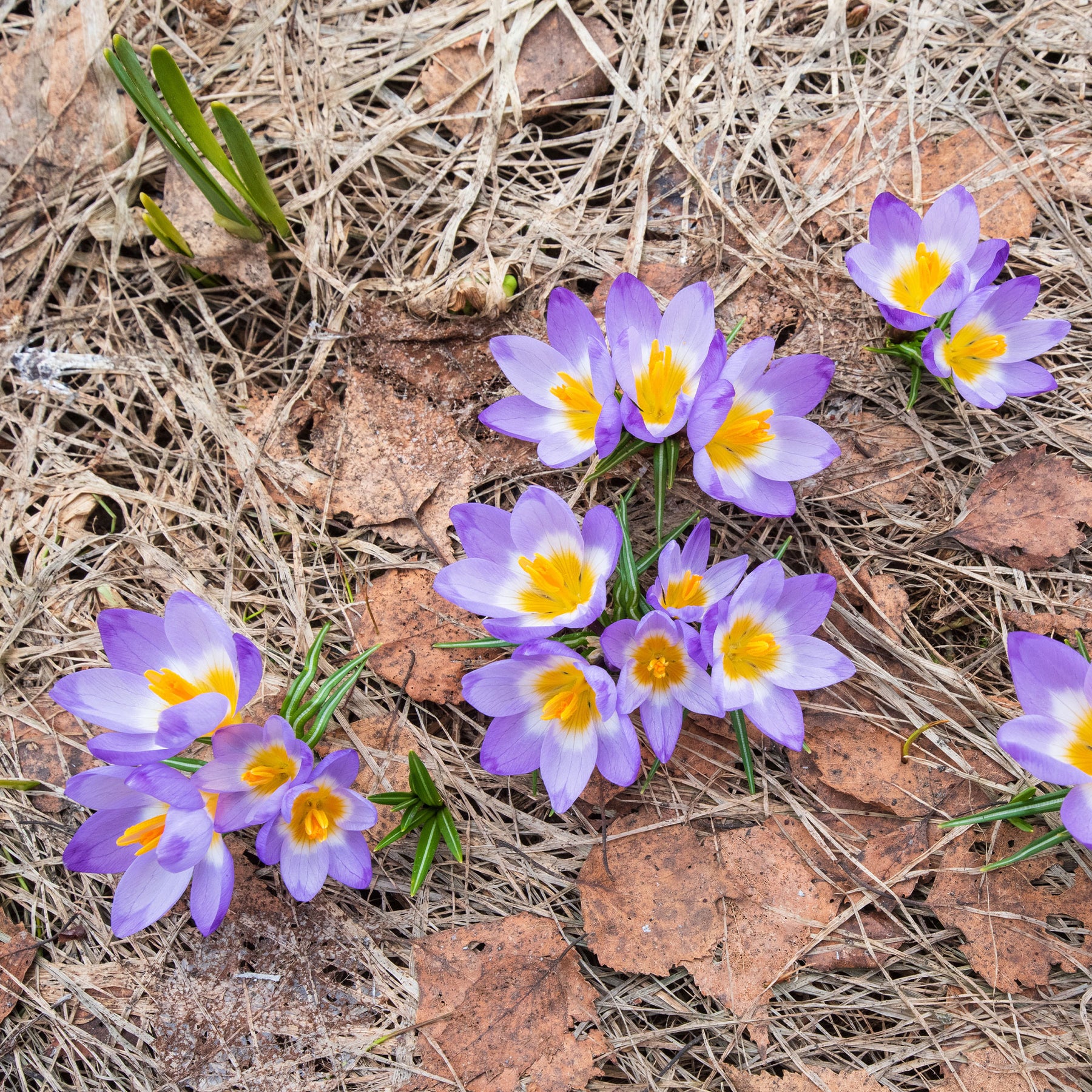 10 Crocus sublime Tricolor - Crocus nivalis 'tricolor' - Willemse
