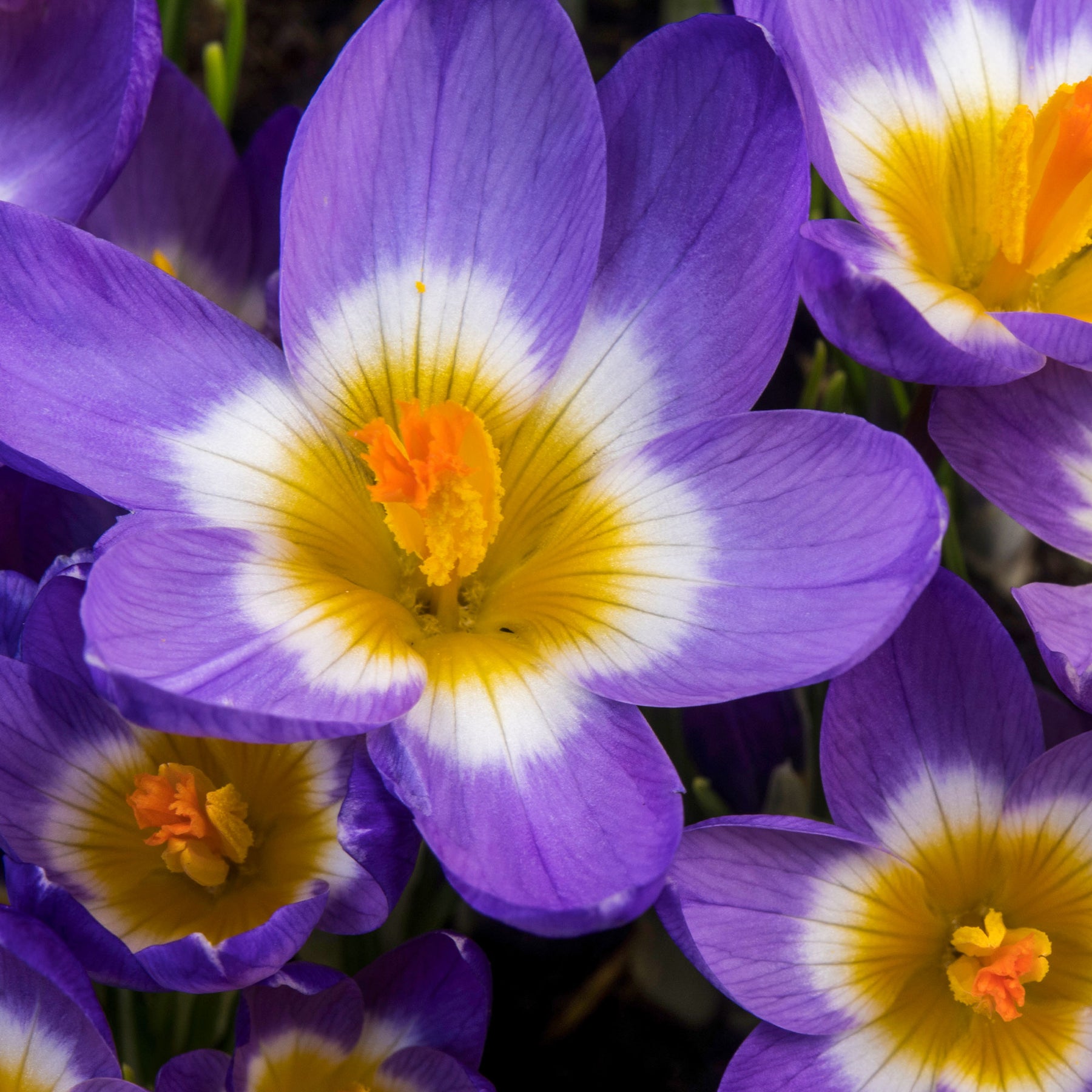 Crocus nivalis 'tricolor' - 10 Crocus sublime Tricolor - Crocus