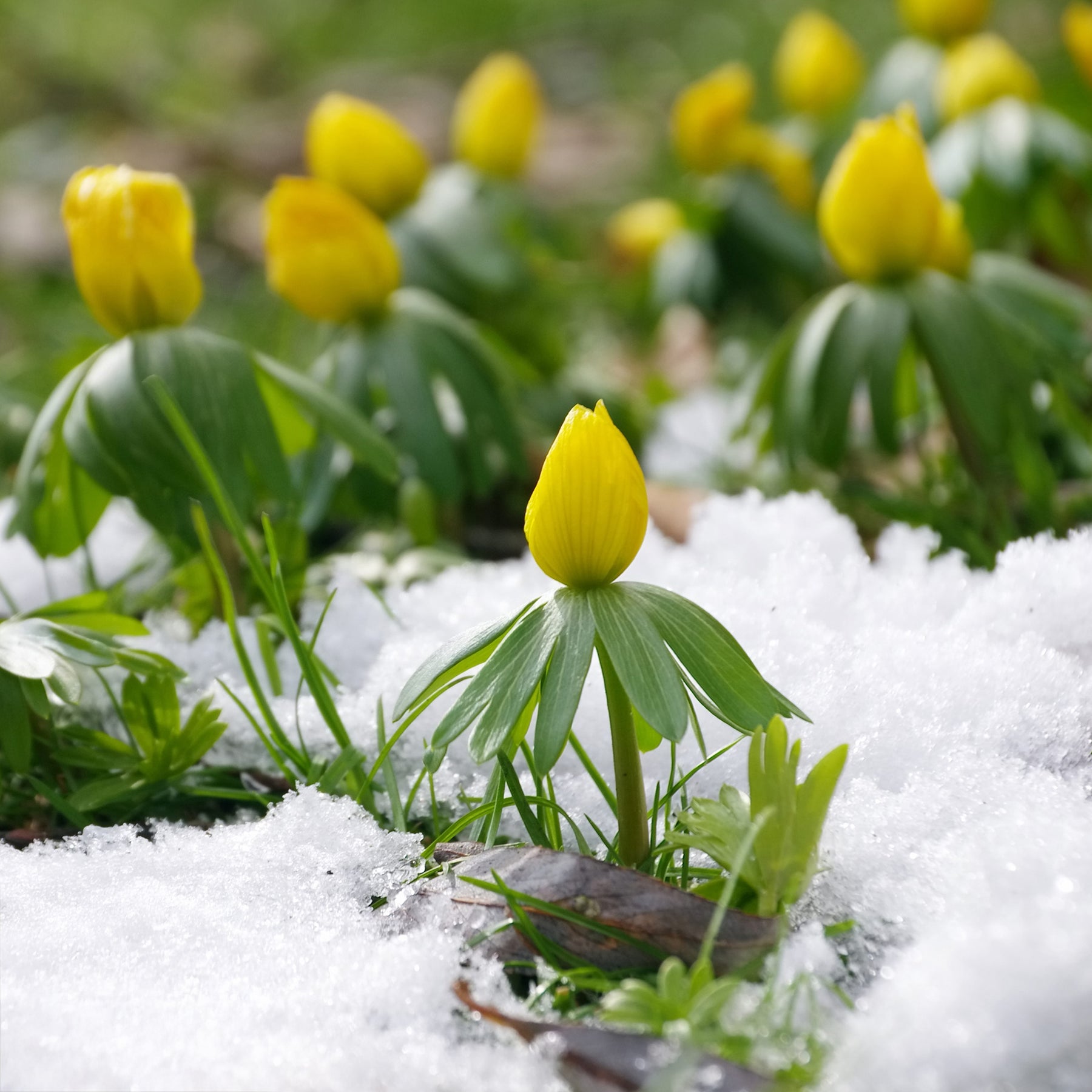 Vente 10 Helléborines - Eranthis hyemalis