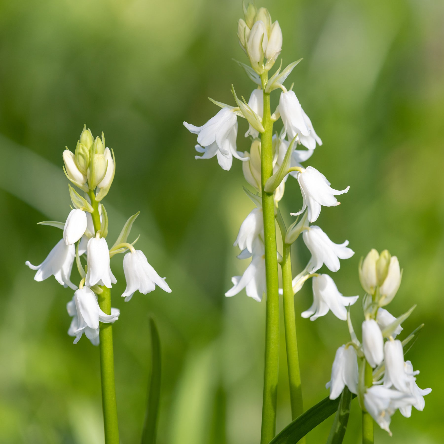 10 Jacinthes d'Espagne à fleurs blanches - Willemse