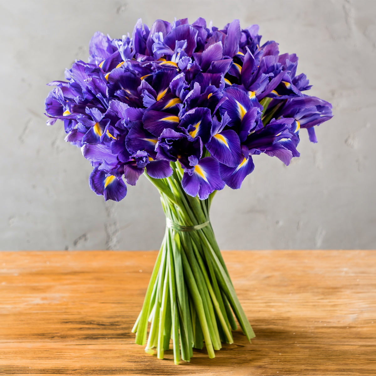 Iris de Hollande Purple Sensation - Iris 'Purple Sensation' - Willemse