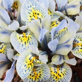 Iris reticulata katharina hodgkin - 10 Iris reticulé Katherine Hodgkin - Iris de Hollande