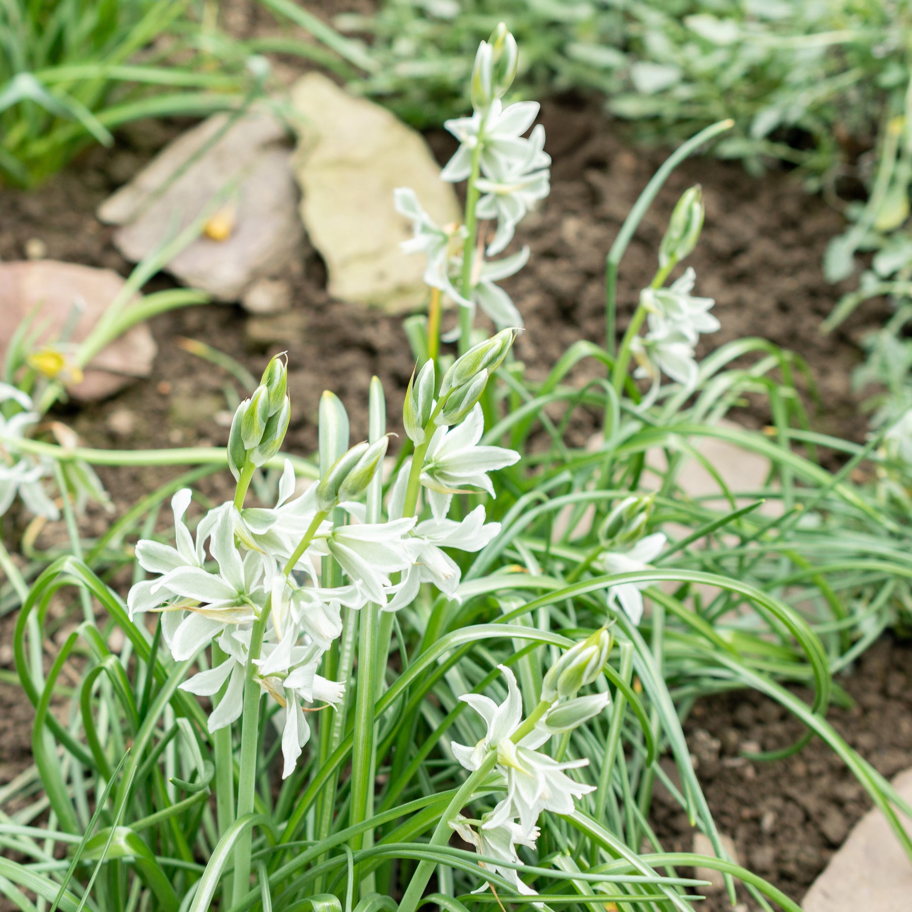 Ornithogalum Saundersiae - Ornithogale Saundersiae - Ornithogale