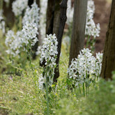 Ornithogale Saundersiae - Willemse