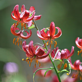 Lis martagon Claude Shride - Lilium Claude Shride - Willemse
