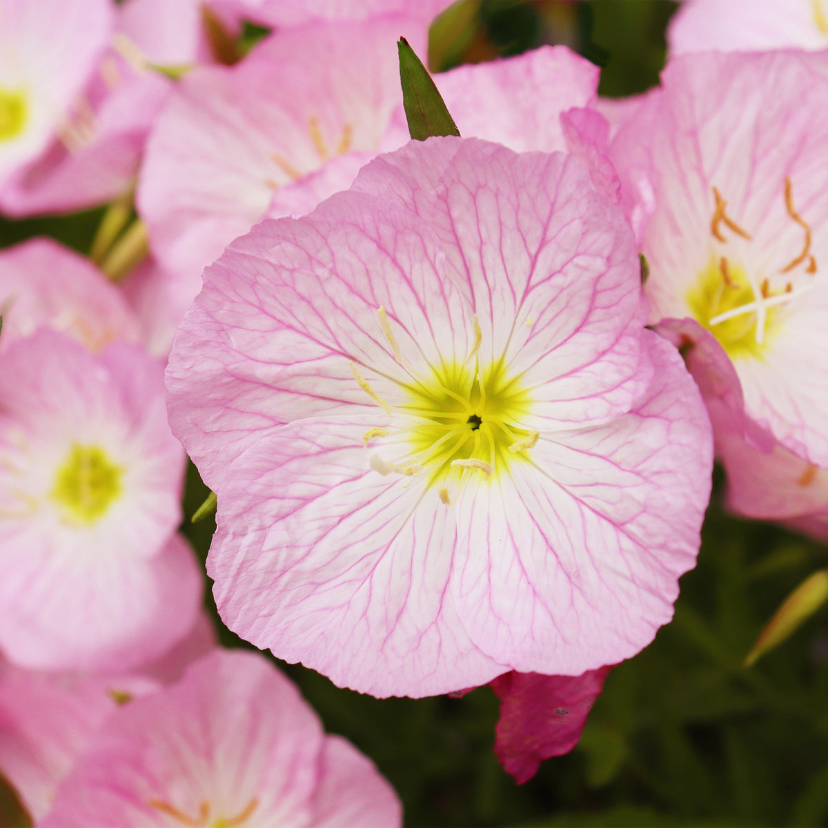 2 Œnothères Siskiyou Pink - Onagres - Oenothera siskiyou pink - Willemse