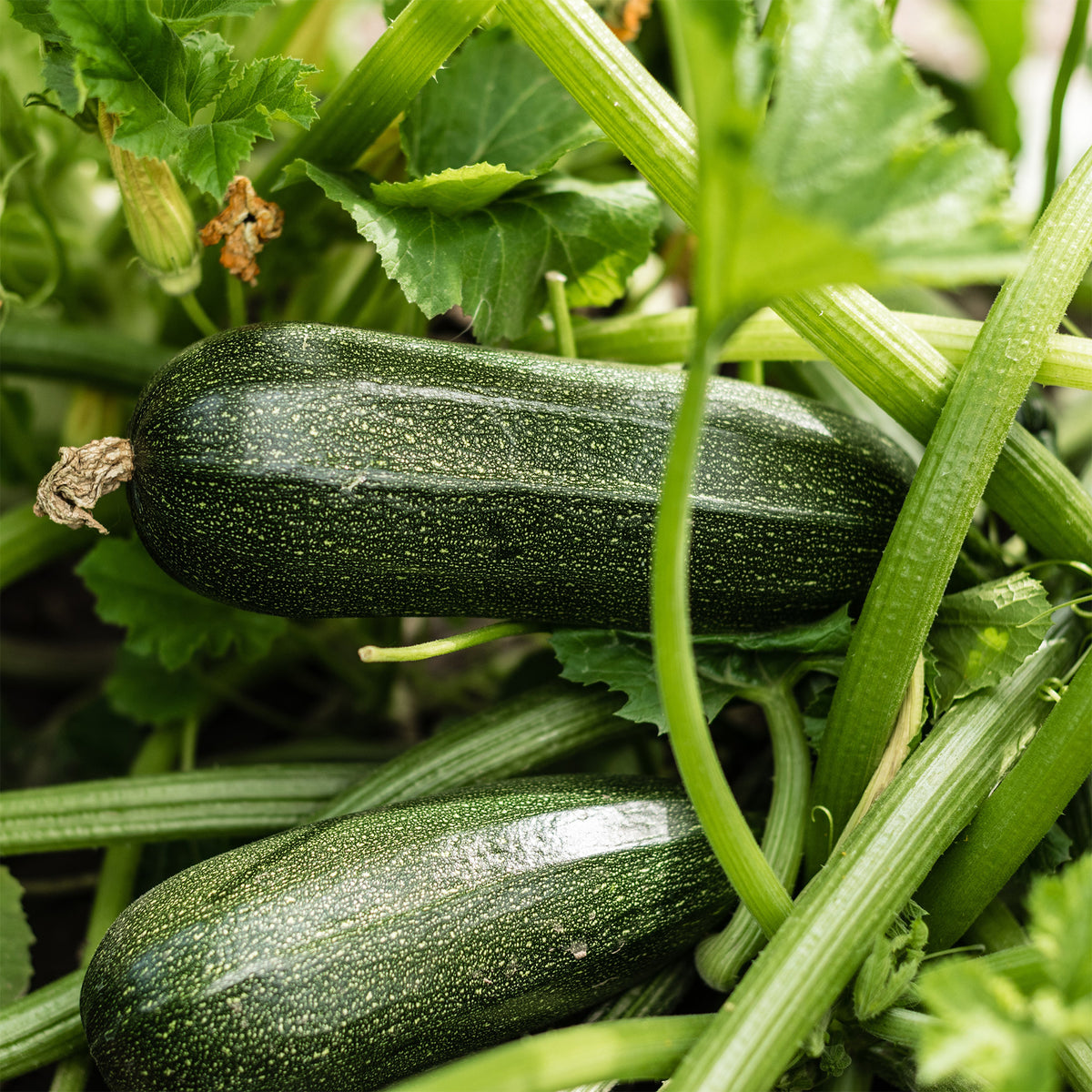 Courgette Storr's Green F1 - Cucurbita pepo  storr's green f1 - Willemse