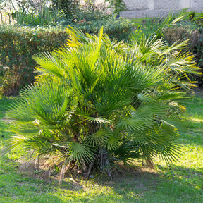 Palmier de jardin - Chamaerops humilis - Willemse