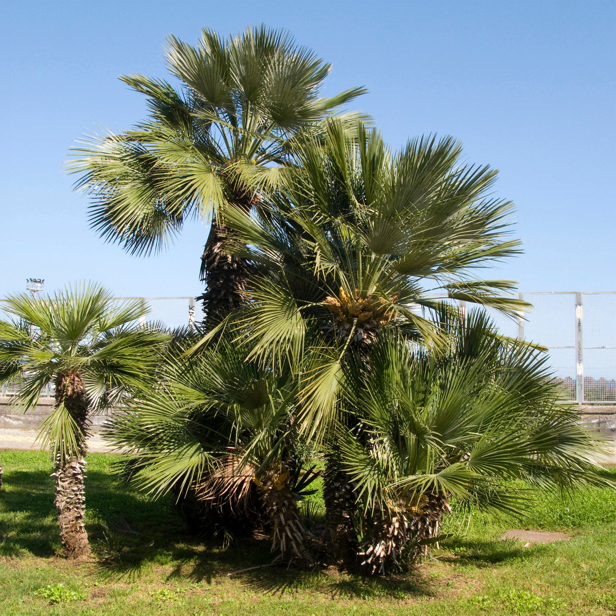 Palmier de jardin - Willemse