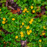 Lysimachia - Herbe aux écus - Willemse