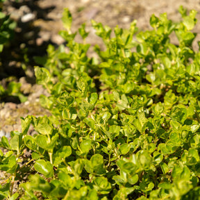 Lysimachia nummularia - Lysimachia - Herbe aux écus - Plantes de berges