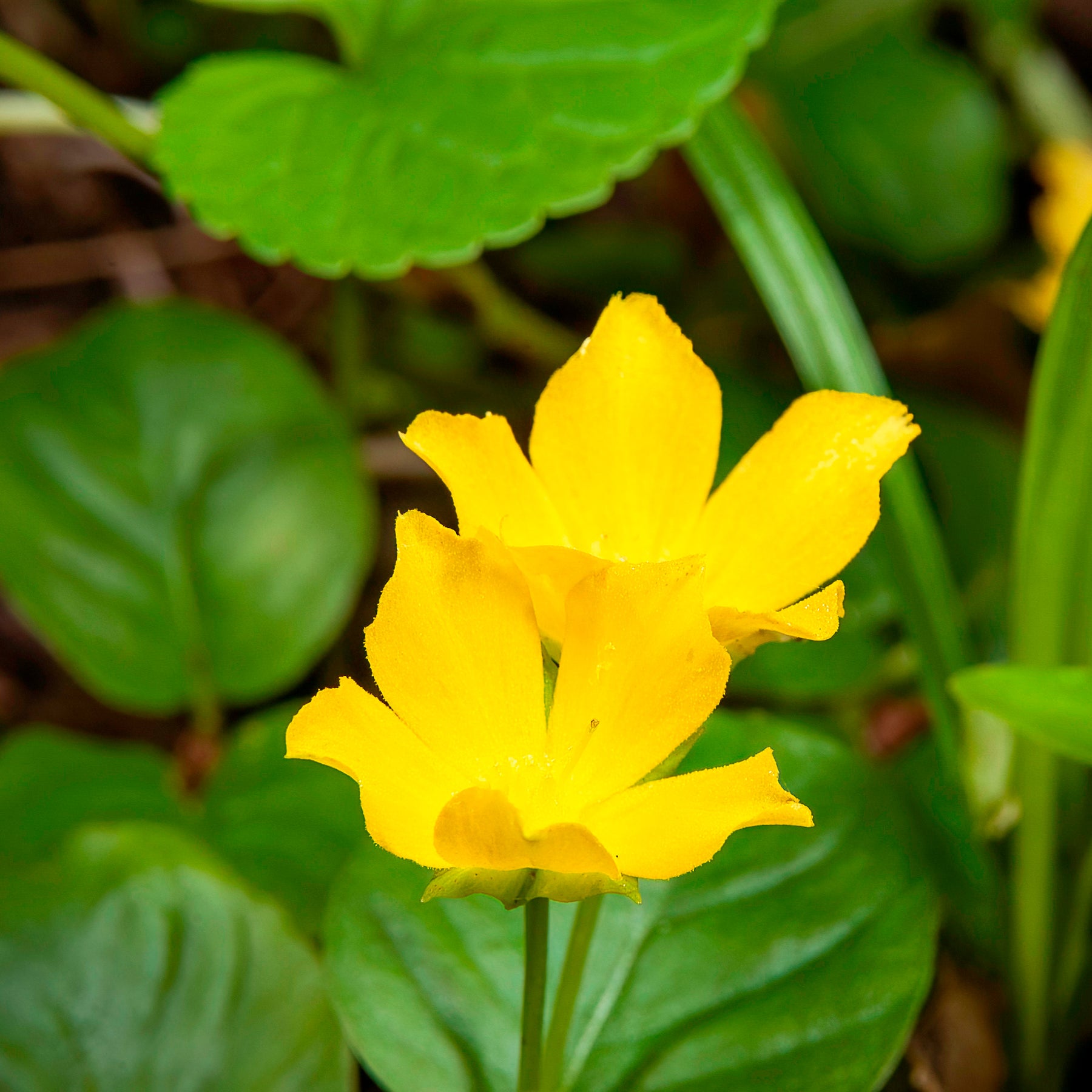 Plantes de berges - Lysimachia - Herbe aux écus - Lysimachia nummularia