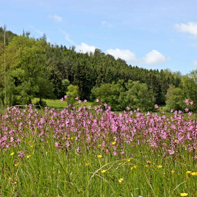 Lychnis flos-cuculi - Lychnis fleur de coucou - Lychnis - Coquelourdes