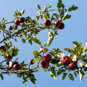 Pommier Pulpe Rouge