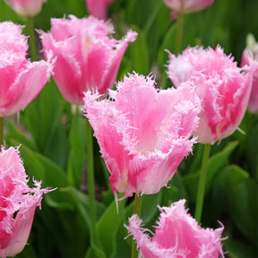 20 Tulipes frangées Huis ten Bosch