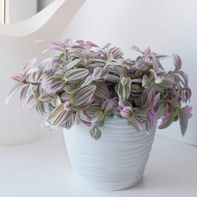 Tradescantia Nanouk - Misère à fleurs blanches Nanouk - Plantes vertes