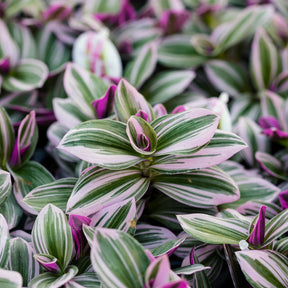 Misère à fleurs blanches Nanouk - Tradescantia Nanouk - Willemse