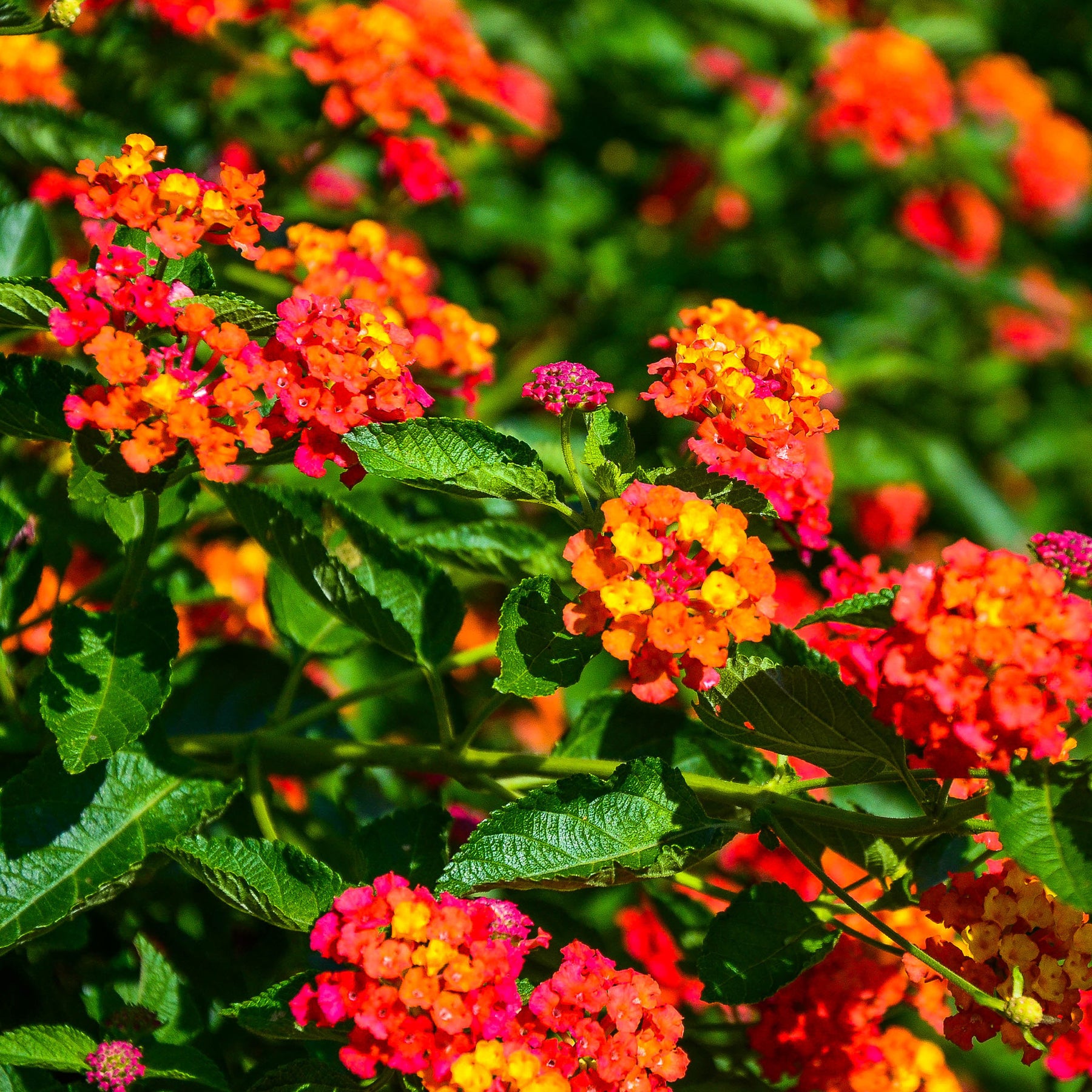 Balcon et terrasse - 3 Lantana Passionfruit - Lantana Passionfruit