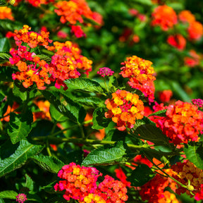 Balcon et terrasse - 3 Lantana Passionfruit - Lantana Passionfruit